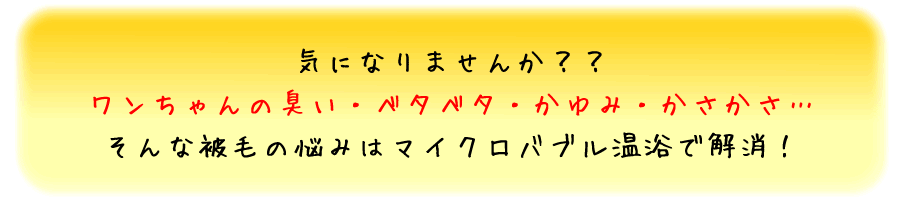 気になりませんか？？
ワンちゃんの臭い・ベタベタ・かゆみ・かさかさ…
そんな被毛の悩みはマイクロバブル温浴で解消！